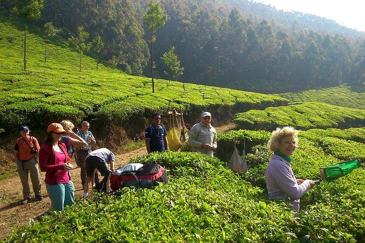 Tour del Kerala, Trek e houseboat