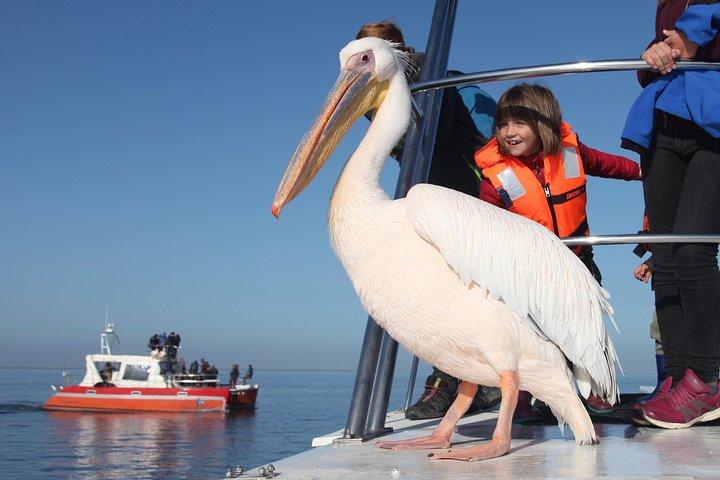 Walvis BayウォーターフロントからPelican PointまでのMola Mola Marine Dolphin Cruise