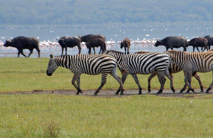 Lake Nakuru og Lake Naivasha Bådtur fra Nairobi
