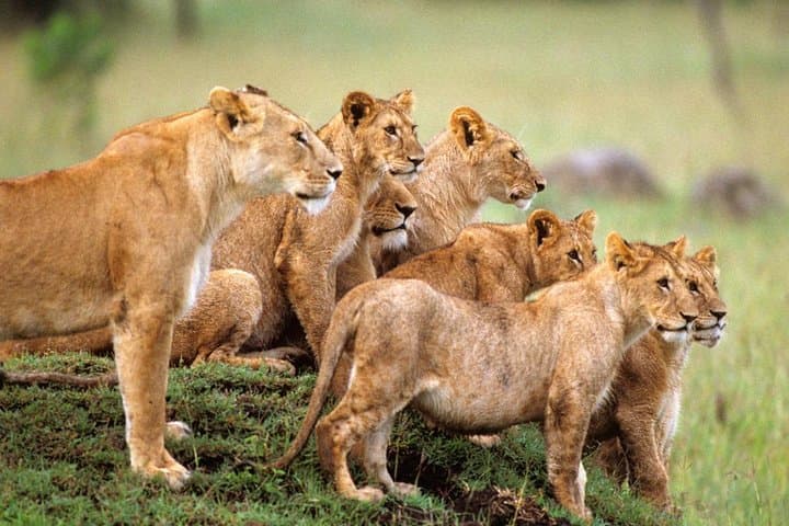 Safari (Groups) All inclusive