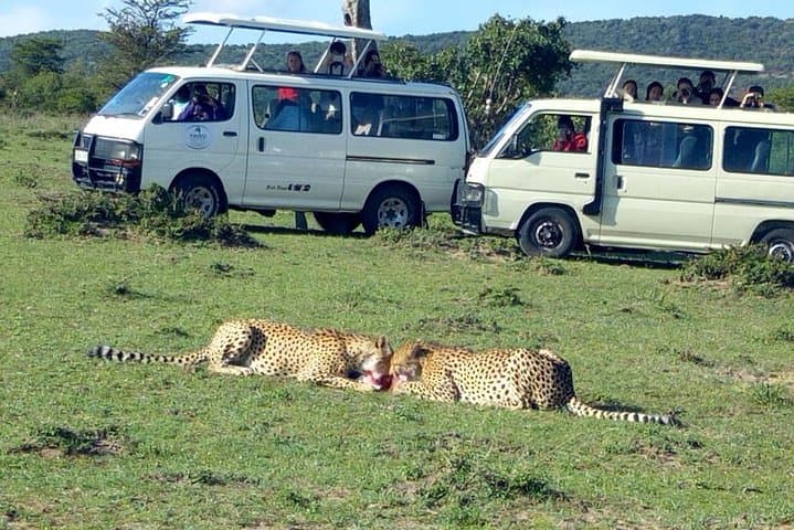 Half Day Nairobi National Park Safari Tour