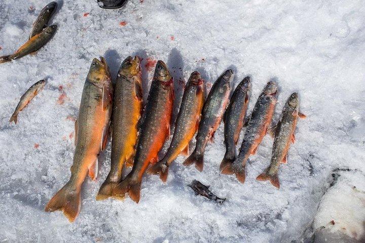 Pesca en hielo y Husky
