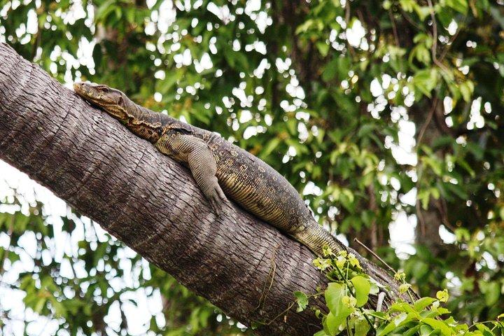 Klias Wildlife Safari River Cruise fra Kota Kinabalu
