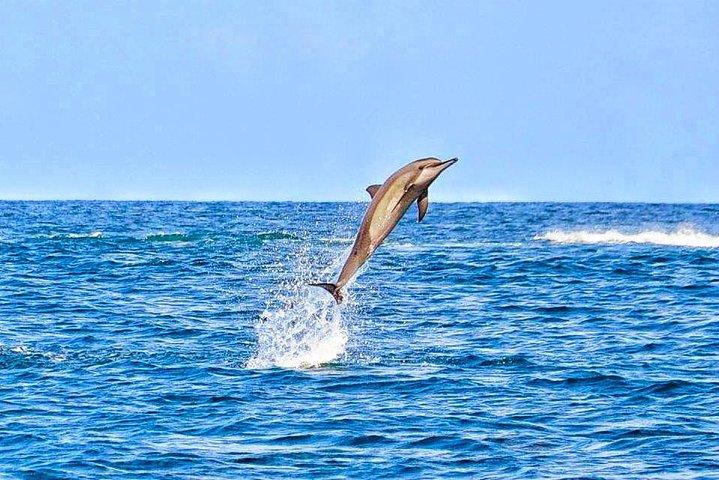 Mauritius Wild Dolphin Swim (Private or Group) w Pickup & Dropoff