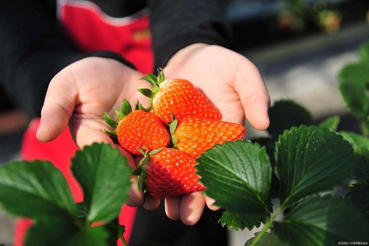 Ashikaga Flower Park Illumination & Strawberry Picking