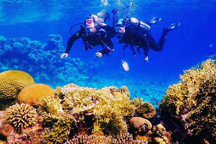 Introduktion Diving on Coral Reef med privat instruktør (25 min)
