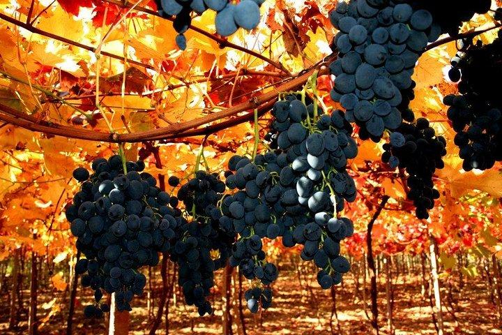 Privat vintur på Stobi Winery fra Skopje