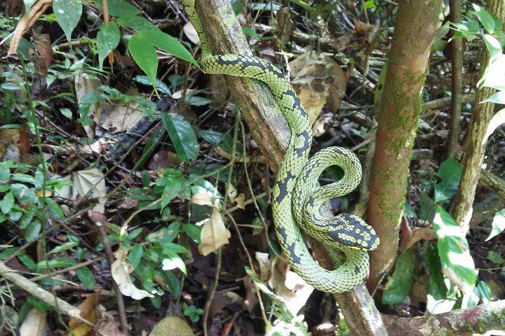 Sinharaja Rain Forest Ein-Tages-Tour