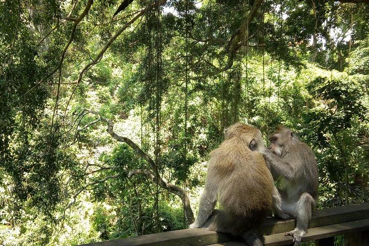 Bali Holy Bathing Ritual and Ubud Highlights tour