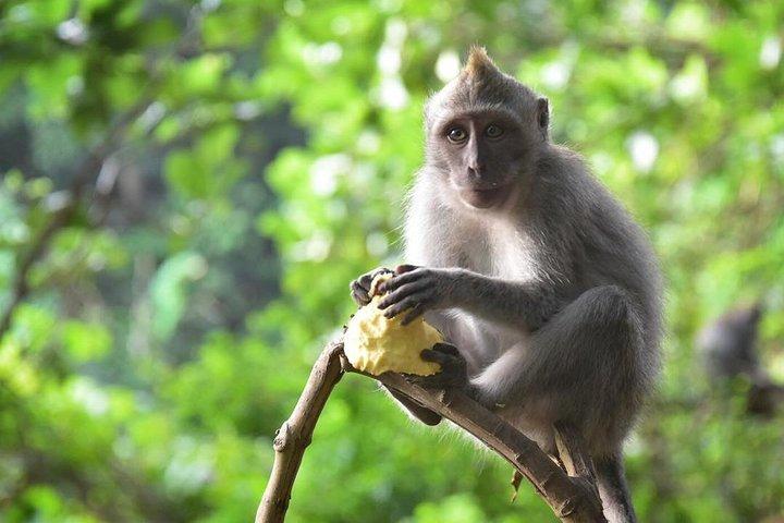 Bali Sensationel: Ubud og Tanah Lot Temple Tour