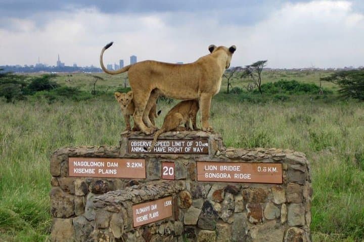Nairobi National Park, Baby Elephant Orphanage and Giraffe Center