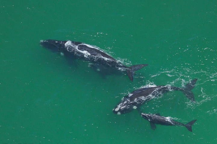 Marine Big 5 Safari full day trip from Cape Town