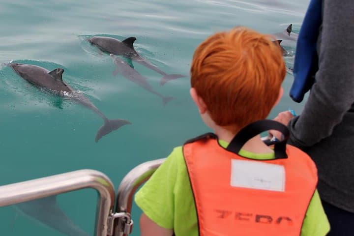 Marine Big 5 Safari full day trip from Cape Town