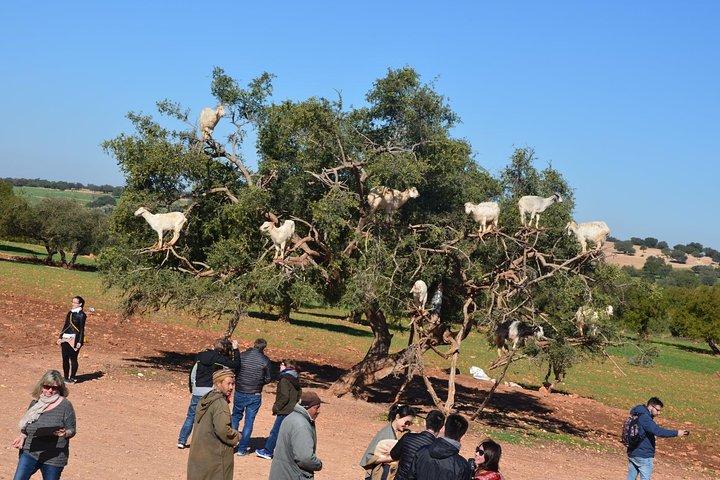 From Marrakech: Essaouira Day Tour with Optional Activities