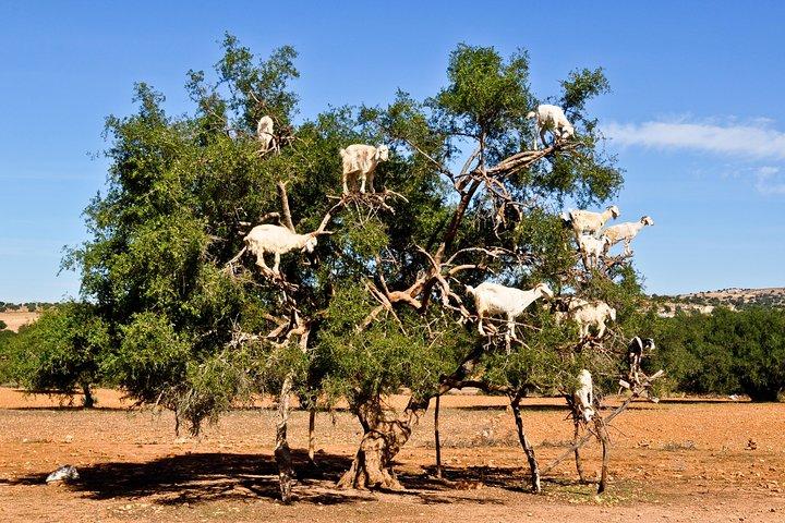 From Marrakech: Essaouira Day Tour with Optional Activities