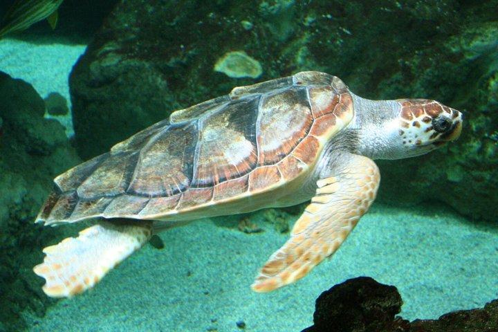 SCUBA DIVE: Exploração Subaquática de Kallithea