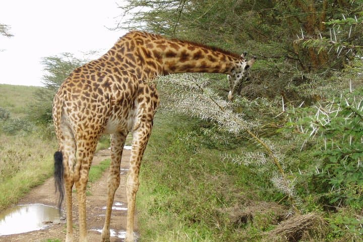 Small Group Budget Tour to Hells Gate National Park and Lake Naivasha Boat Ride