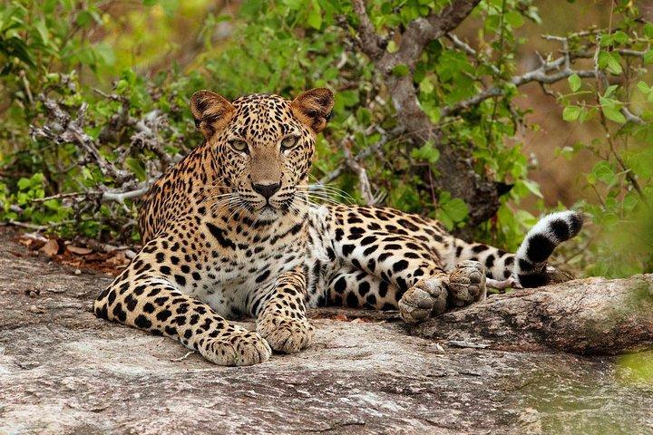 Visite privée de Yala Safari au départ de Colombo/Negombo (Leopard Safari)