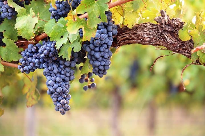 Private Montserrat Tour, Wine Taste & Local Lunch from Barcelona