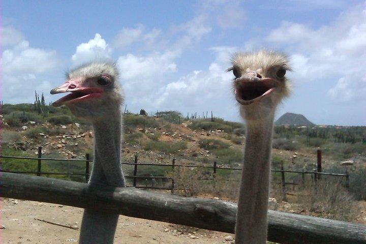 アルバ動物保護区の半日ガイド付きツアー