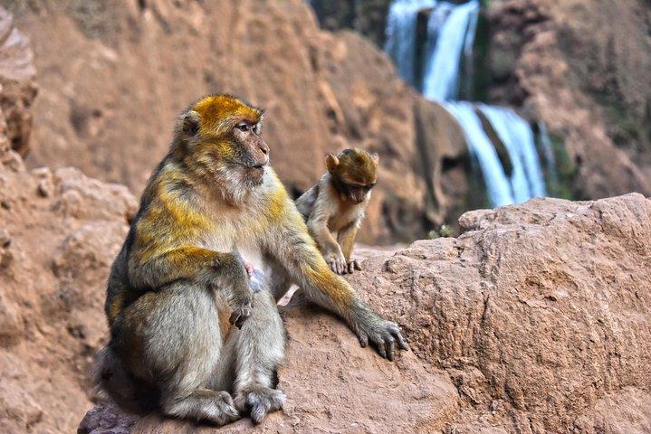 Day Excursion To Ouzoud Waterfall from Marrakech: Private