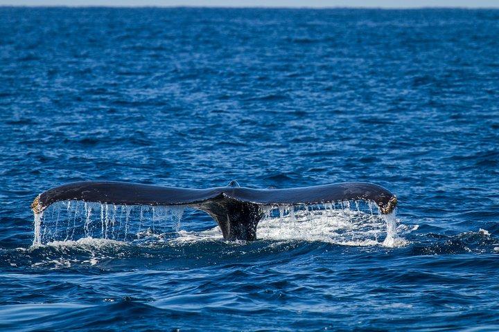 Los Cabos Whale Watching Cruise inklusive morgenmad