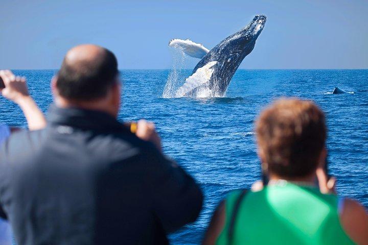 Los Cabos Whale Watching Cruise inklusive morgenmad