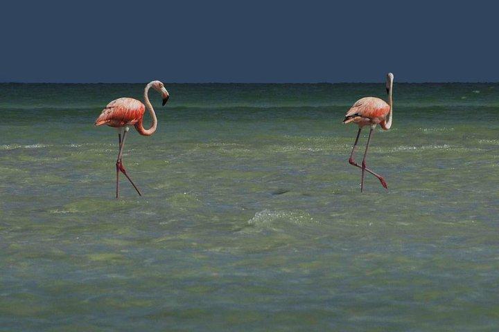 Riviera MayaとCancun(プライベート)からのHOLBOX ISLAND TOUR