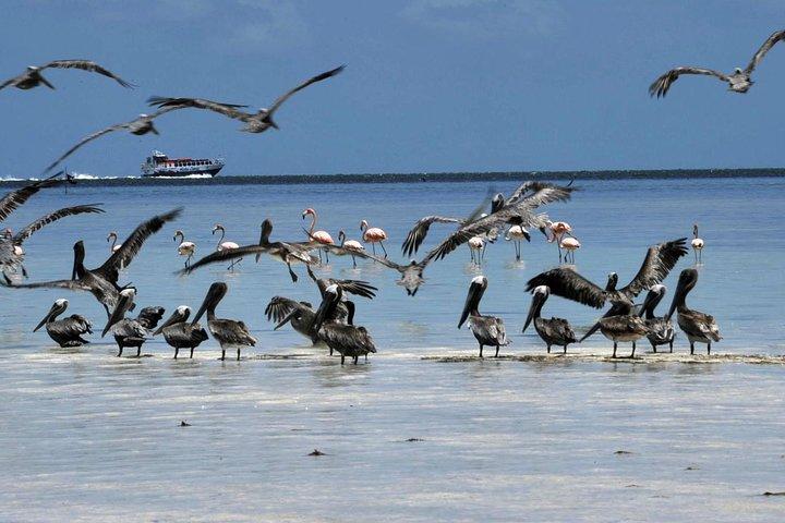 Riviera MayaとCancun(プライベート)からのHOLBOX ISLAND TOUR