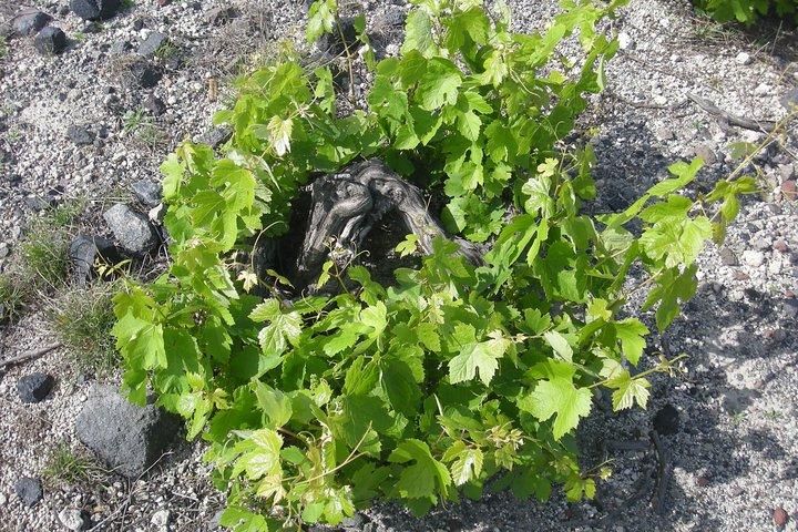 Santorini Wine Tasting & Food Pairing: Proef het goede leven op Santorini