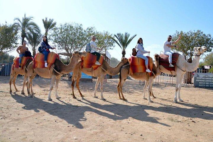 30 minutes Camel Tour