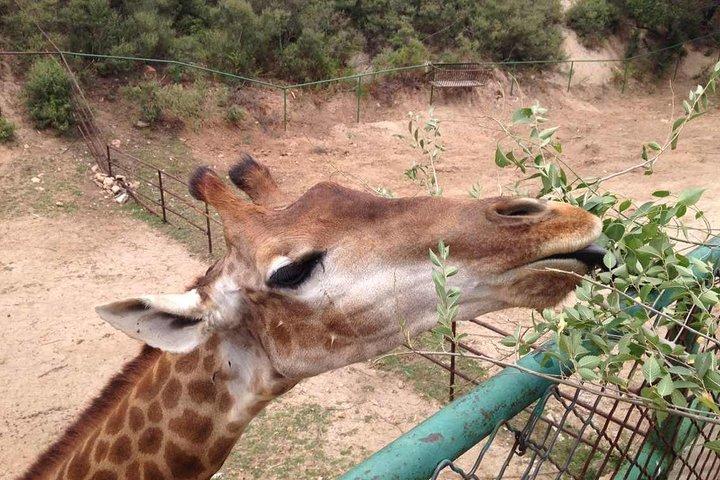 Beijing Badaling Wildlife Park & Juyongguan Great Wall Private Tour