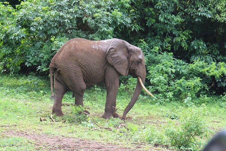 Lake Manyara Guided Day Tour från Arusha