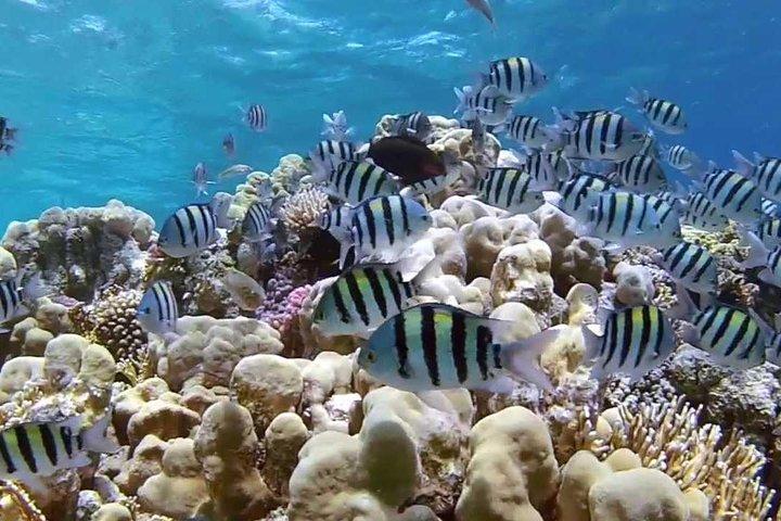 Intro Diving and Snorkeling day trip