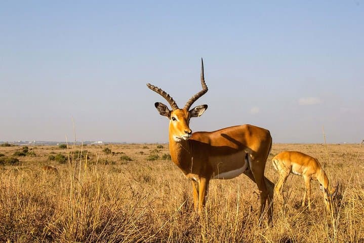Tour: Giraffe Center and Nairobi National Park