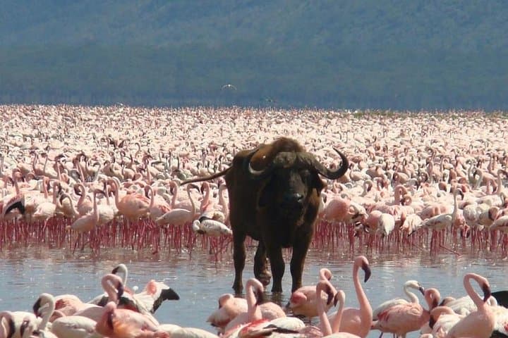 Full Day Lake Nakuru Park and optional boat ride on Lake Naivasha