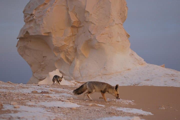 Black and White Desert and Bahariya Oasis Tour 2 Days 1 Night