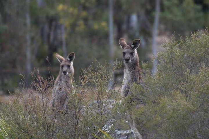 Blue Mountains Small-Group Insider Tour from Sydney
