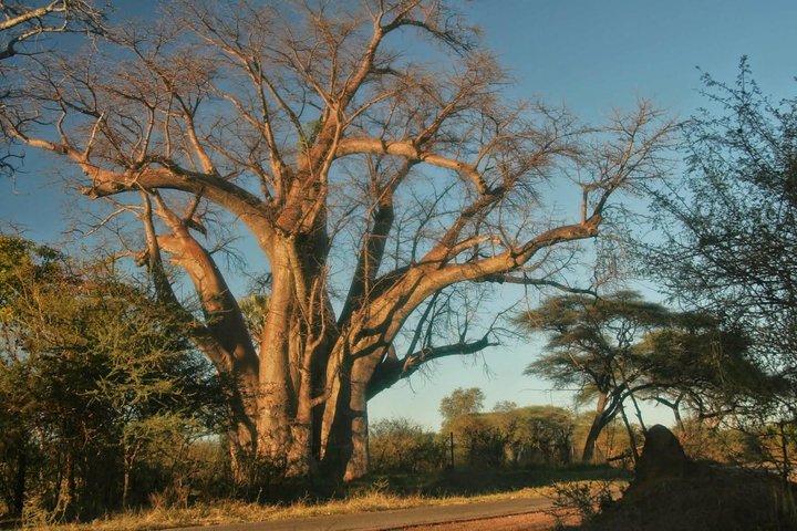 ビクトリア州はリビングストン(ザンビア)からジンバブエで日帰り旅行をする