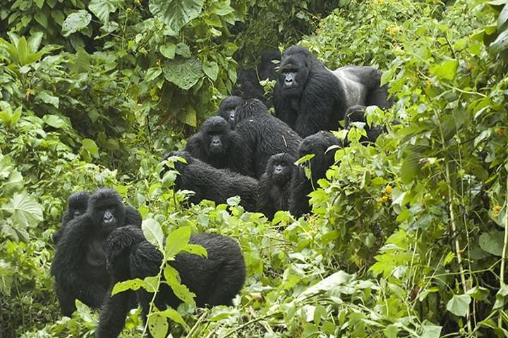 3 dage Gorilla Trekking i Bwindi Inpenetrable National Park