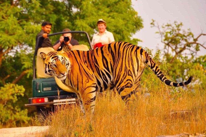 Private Golden Triangle Delhi Agra Jaipur met Ranthambore