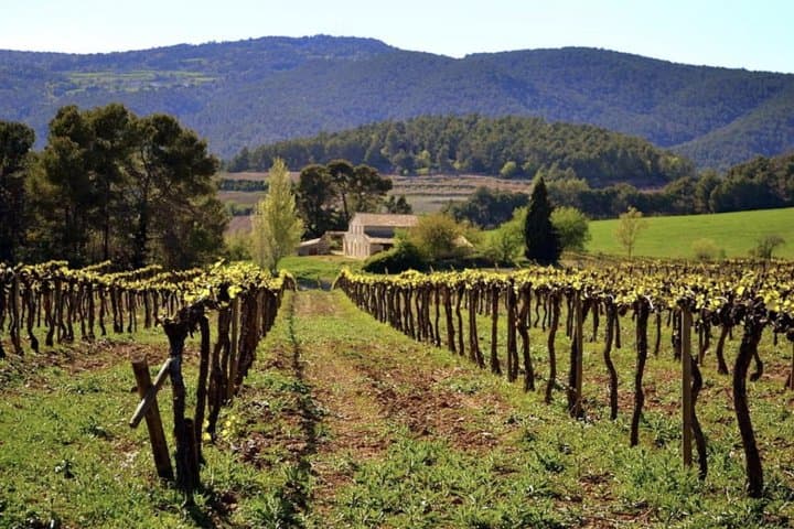 Private Tour: Top Three Organic Wineries & Local Lunch Included