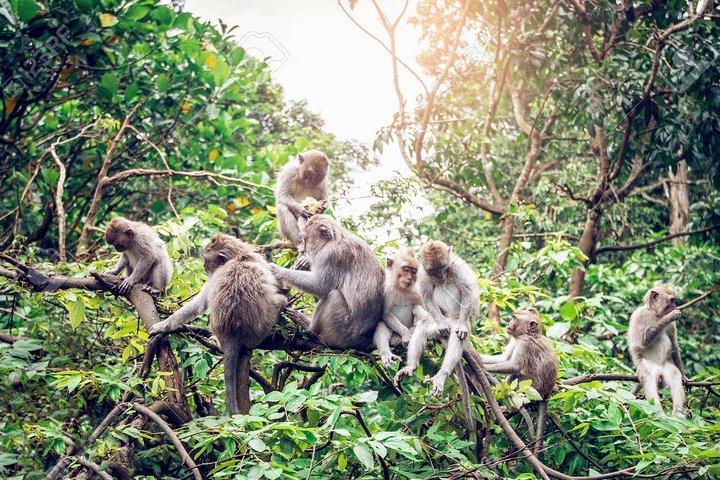 Journée complète : visitez le VILLAGE d'UBUD et ses environs - Visites guidées célèbres à Bali