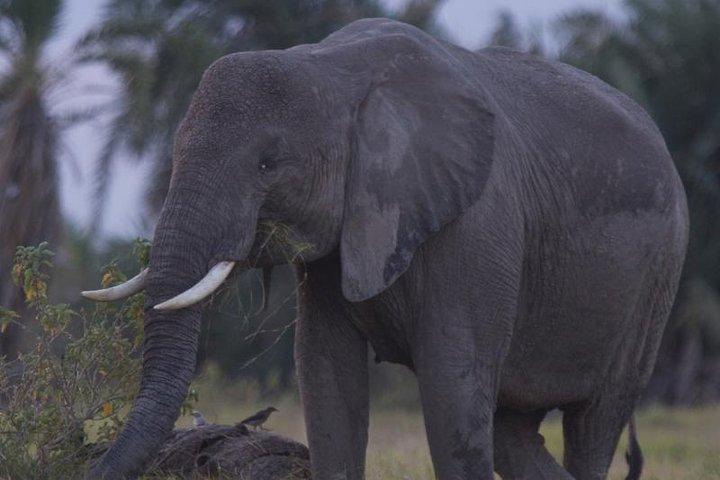 Il meglio del Kenya Safari