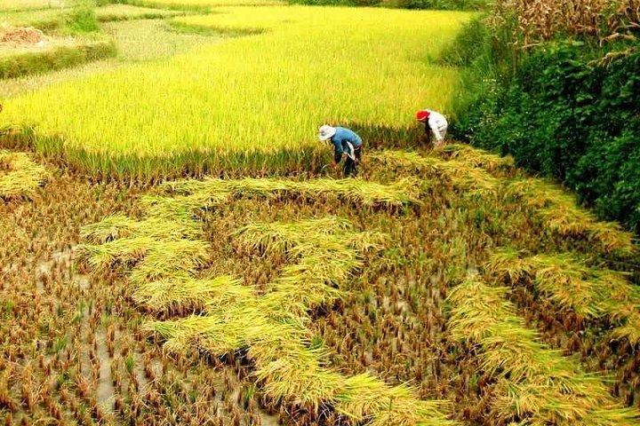 2-Days Overnight Sapa Trekking Tour by Bus from Hanoi
