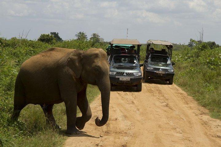 Parc national de Bundala Safari