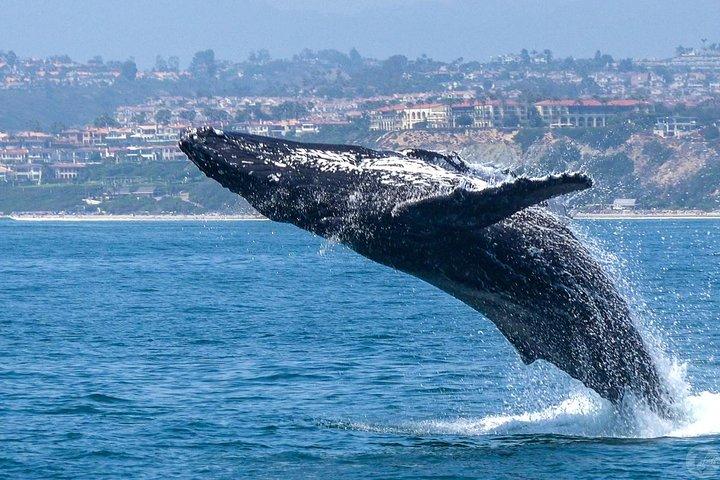 Dana Point Delfin- und Walbeobachtung mit Unterwasserbeobachtung
