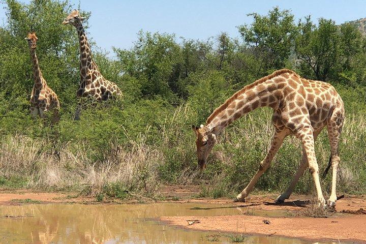 Exquisito Safari Pilanesberg de día completo desde Johannesburgo