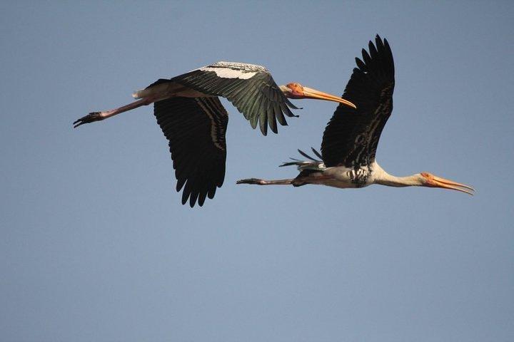 Private Day-Trip to Bharatpur Bird Sanctuary from Agra