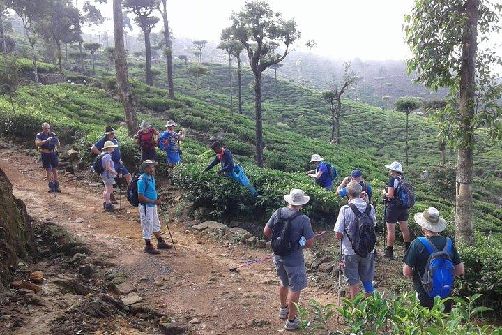 Trekking & Picknick in der Teeplantage von Ella, Haputale & Bandarawela